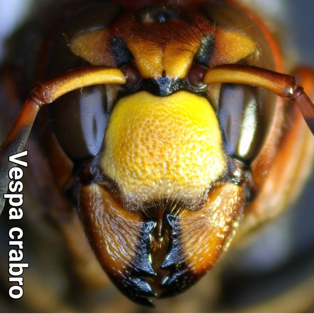 Vespa crabro