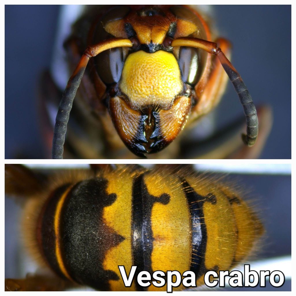Vespa crabro