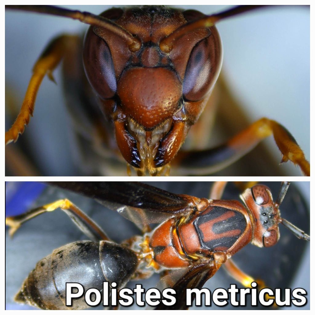 Polistes metricus 2
